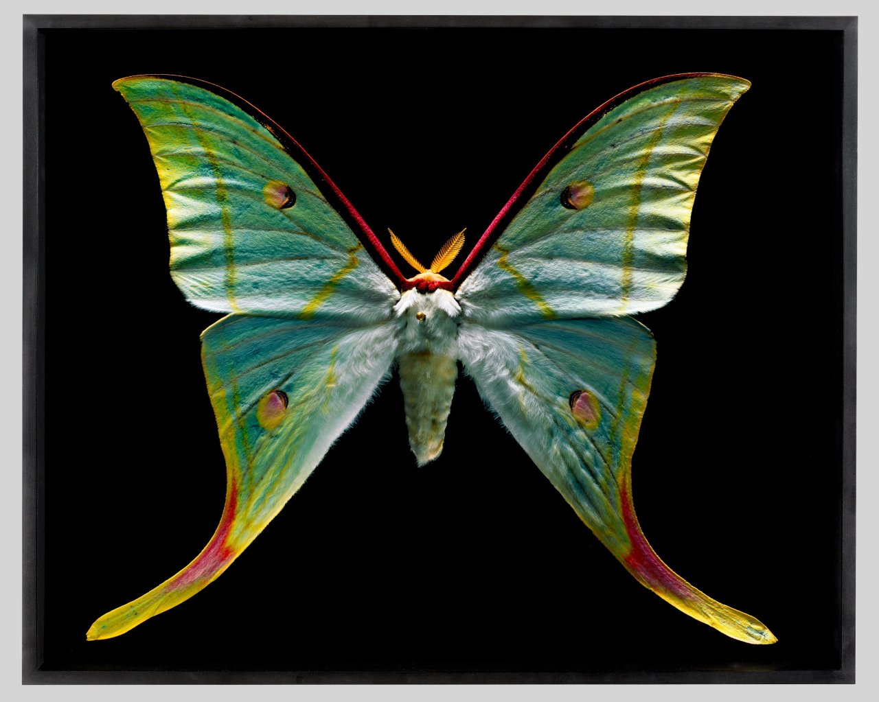 Auf diesem Bild ist das folgende Kunstwerk zu sehen: Harf Zimmermann. Actias selene, Museum für Naturkunde. 2005.