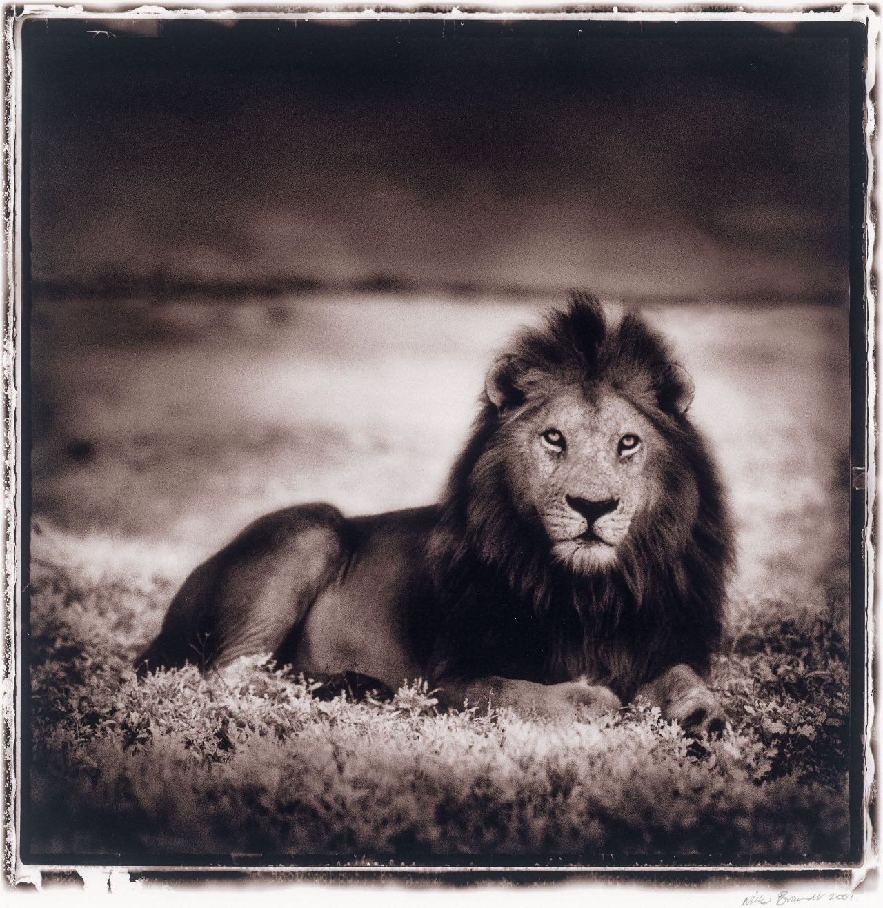 Auf diesem Bild ist das folgende Kunstwerk zu sehen: Nick Brandt. Lion at Dawn, Naabi, Serengeti. 2001.