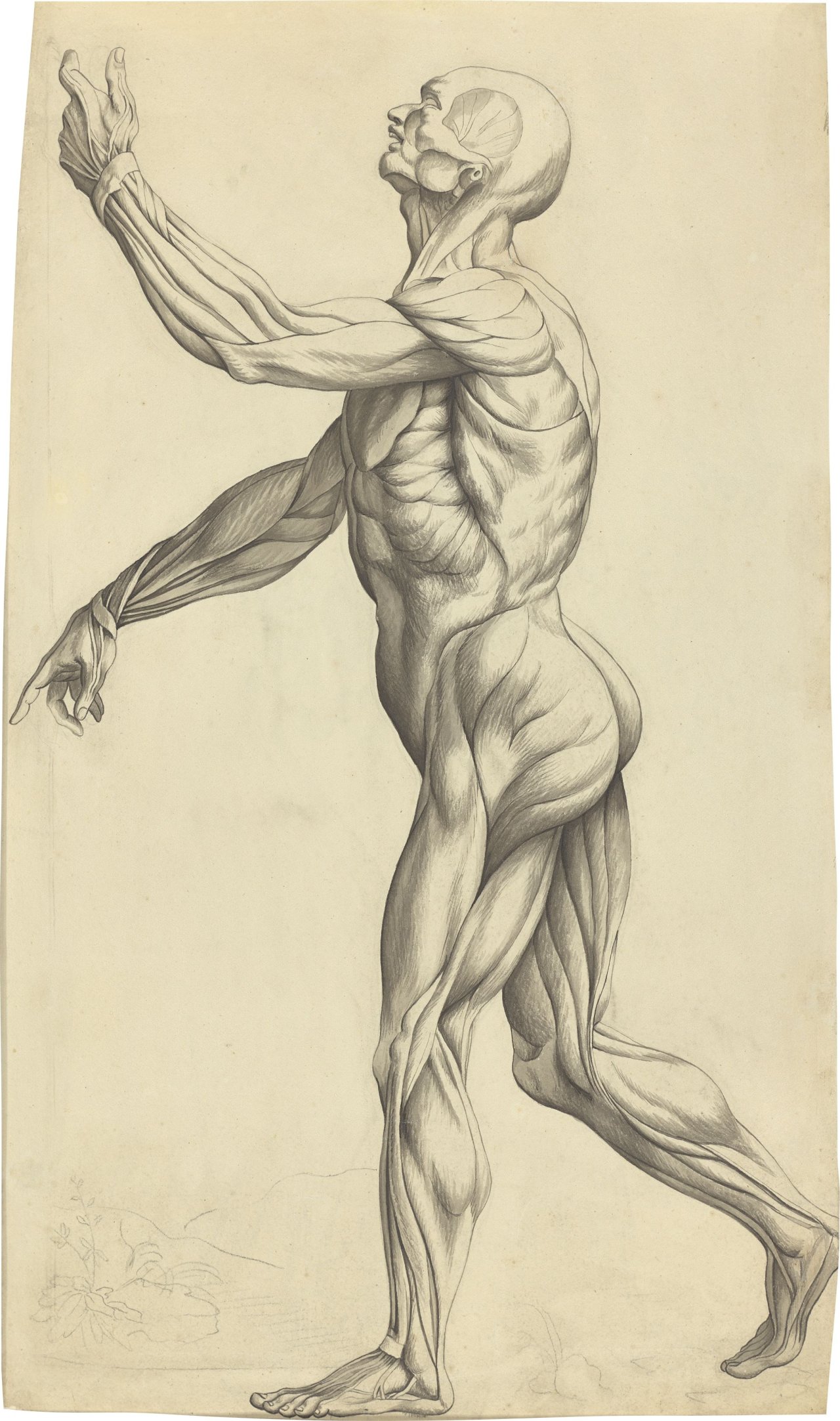 This picture shows the following artwork: Philipp Otto Runge. ”Knochenmann schräg von hinten” / Verso: ”Muskelmann in Schrittstellung nach links”. 1799.