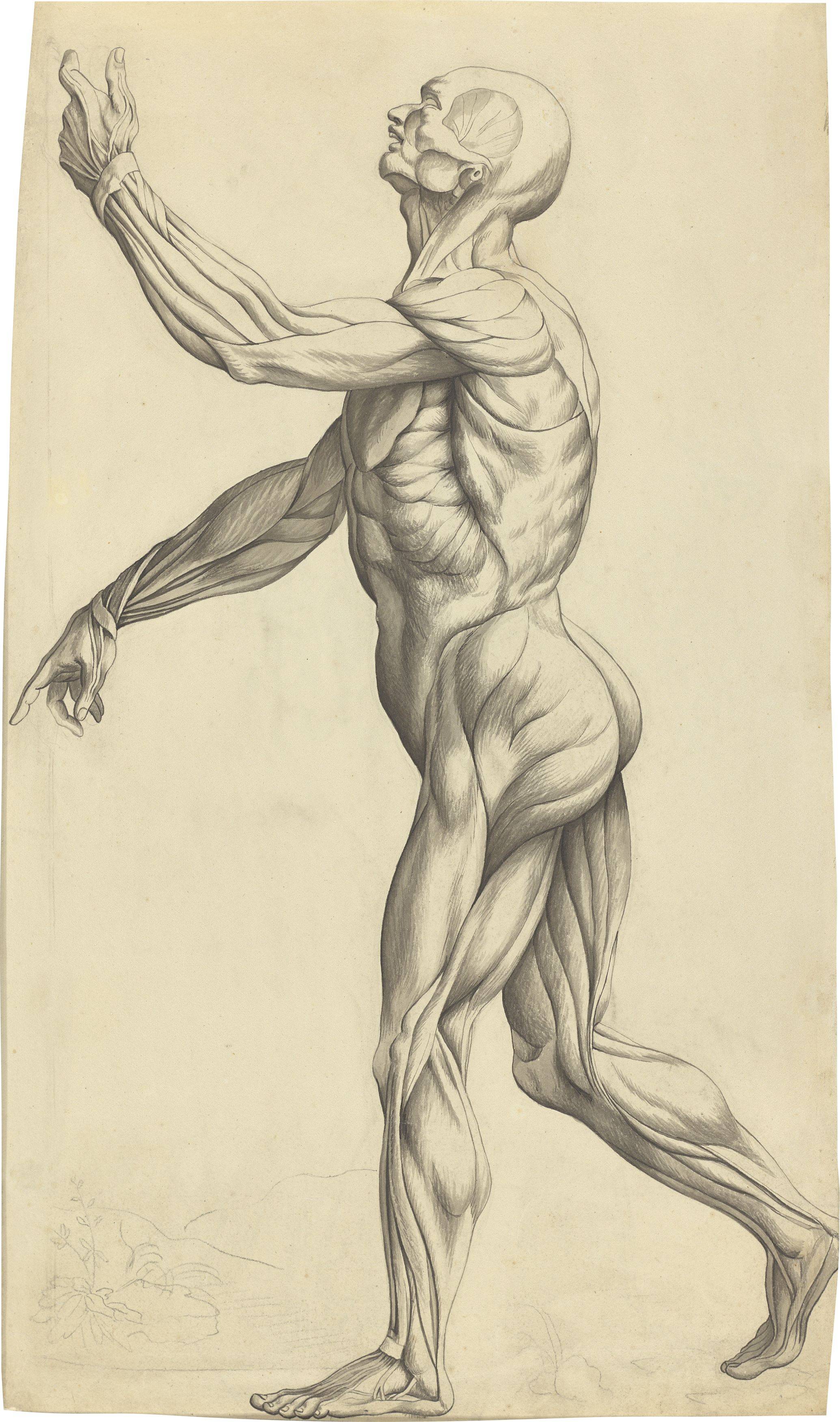 This picture shows the following artwork: Philipp Otto Runge. ”Knochenmann schräg von hinten” / Verso: ”Muskelmann in Schrittstellung nach links”. 1799.
