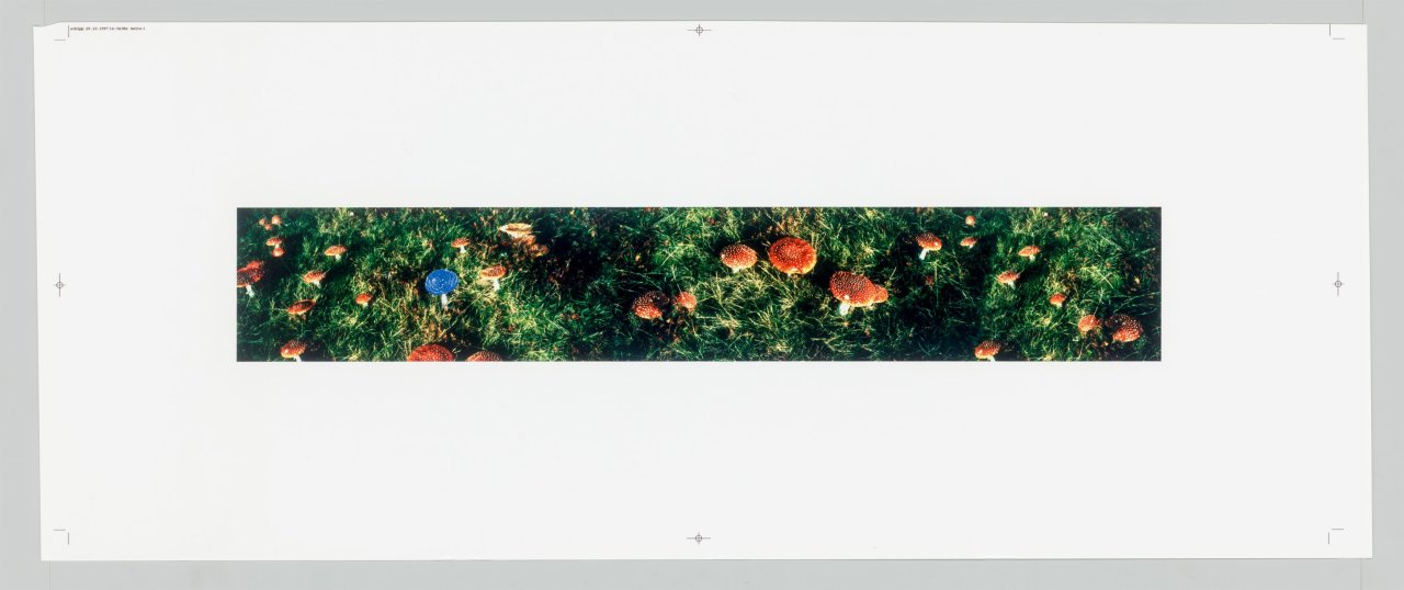 This picture shows the following artwork: Carsten Höller. Untitled (mushrooms). 1997.