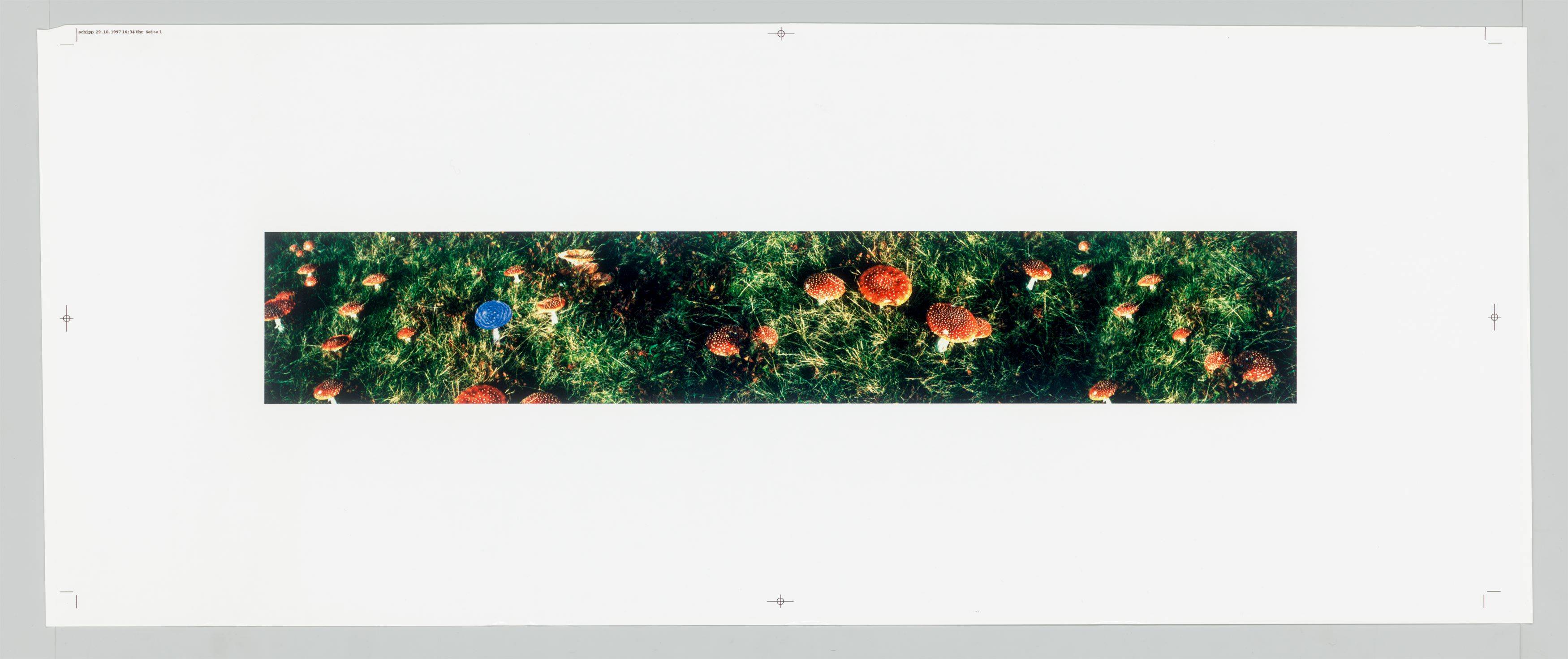 This picture shows the following artwork: Carsten Höller. Untitled (mushrooms). 1997.