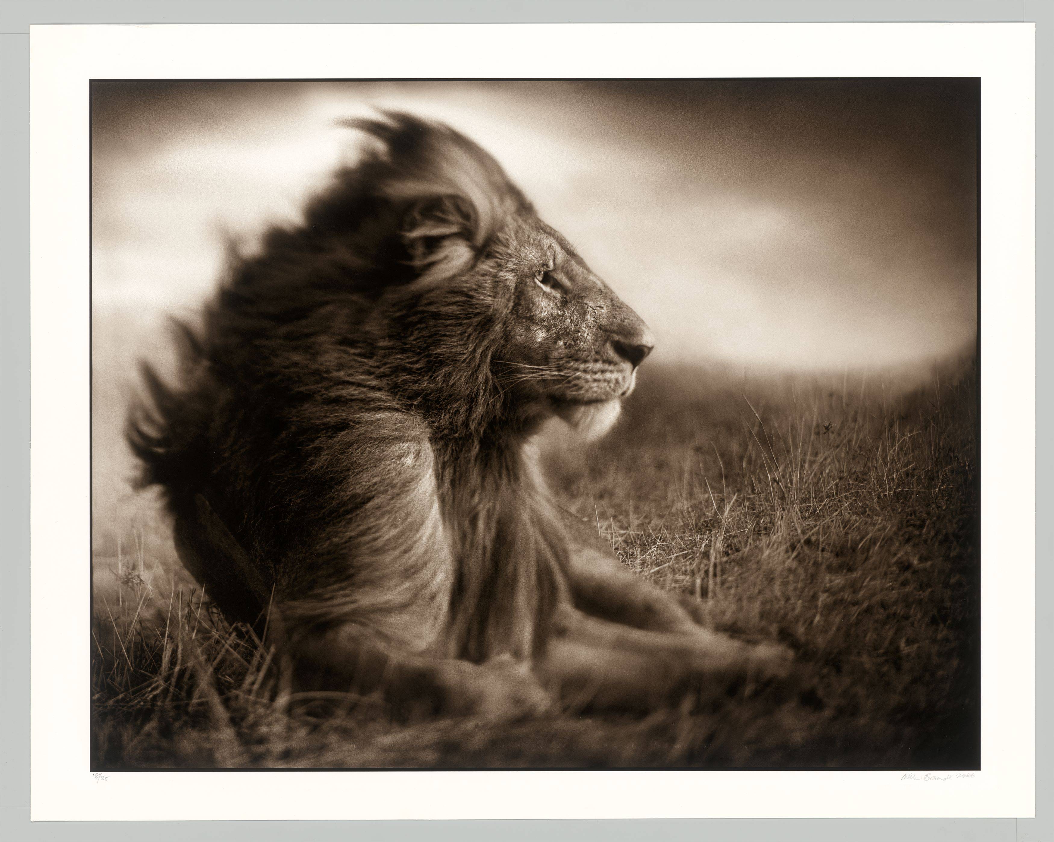 This picture shows the following artwork: Nick Brandt. Lion Before Storm II, Sitting Profile, Masai Mara. 2006.
