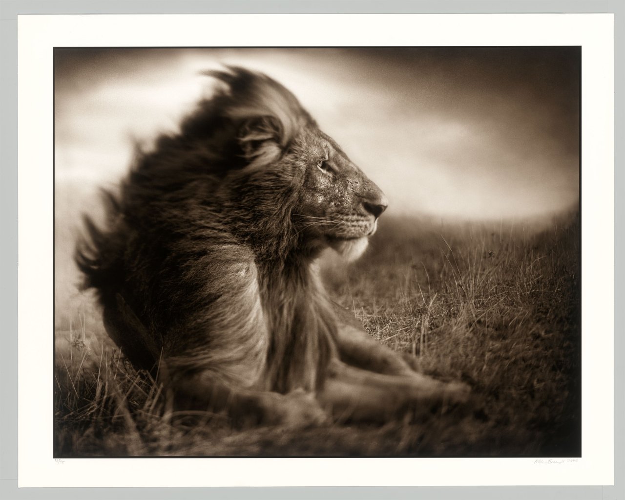 This picture shows the following artwork: Nick Brandt. Lion Before Storm II, Sitting Profile, Masai Mara. 2006.