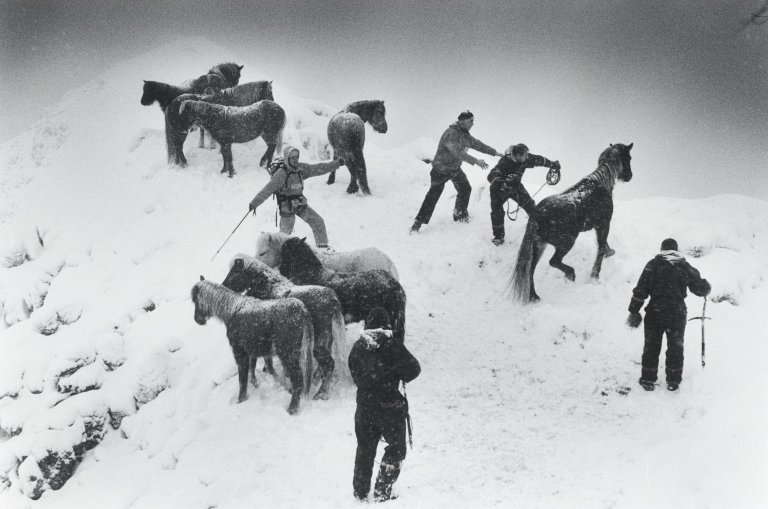 This picture shows the following artwork: Ragnar Axelsson. ”Horse rescue – Iceland”. 1995.