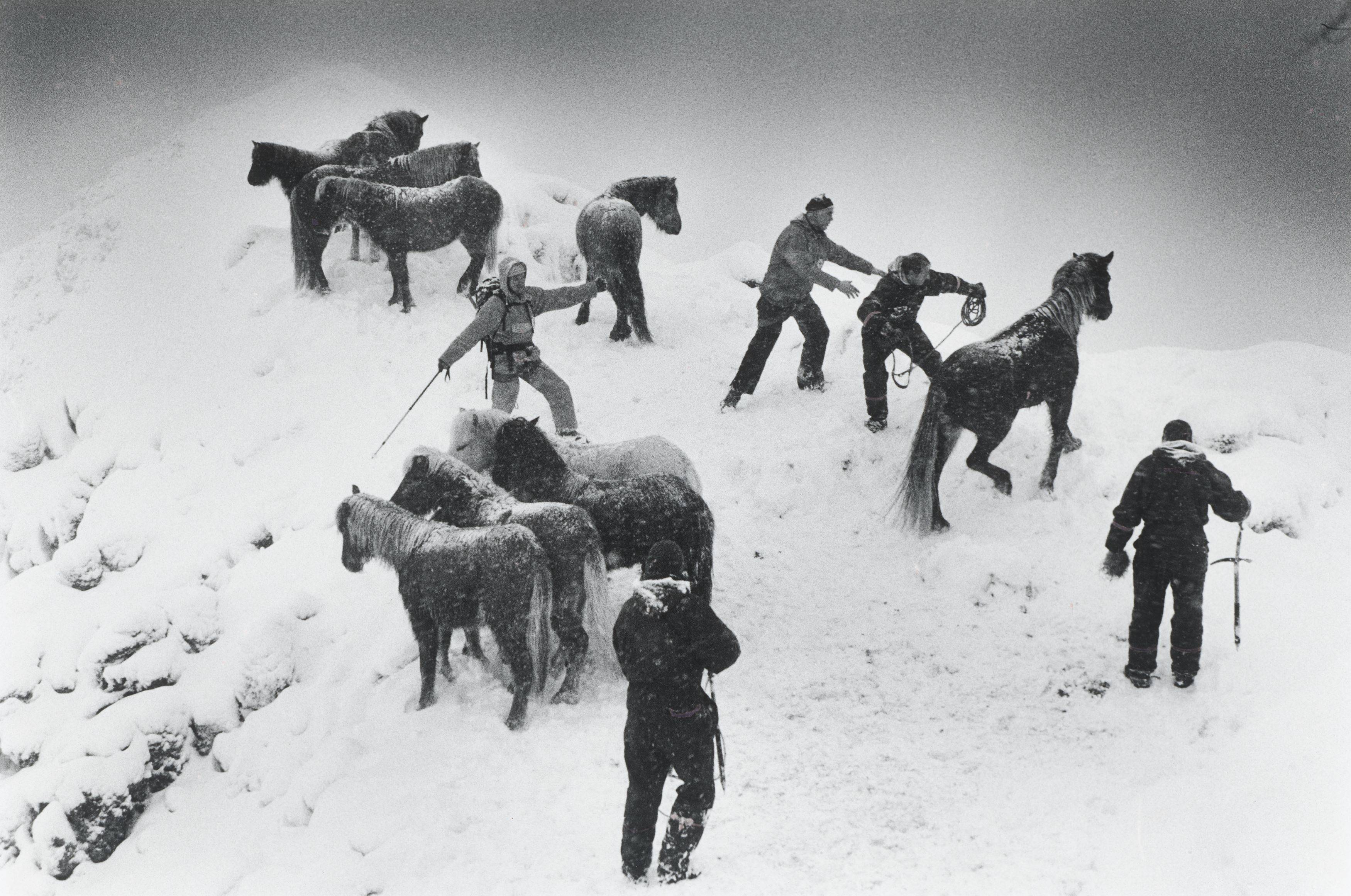 This picture shows the following artwork: Ragnar Axelsson. ”Horse rescue – Iceland”. 1995.