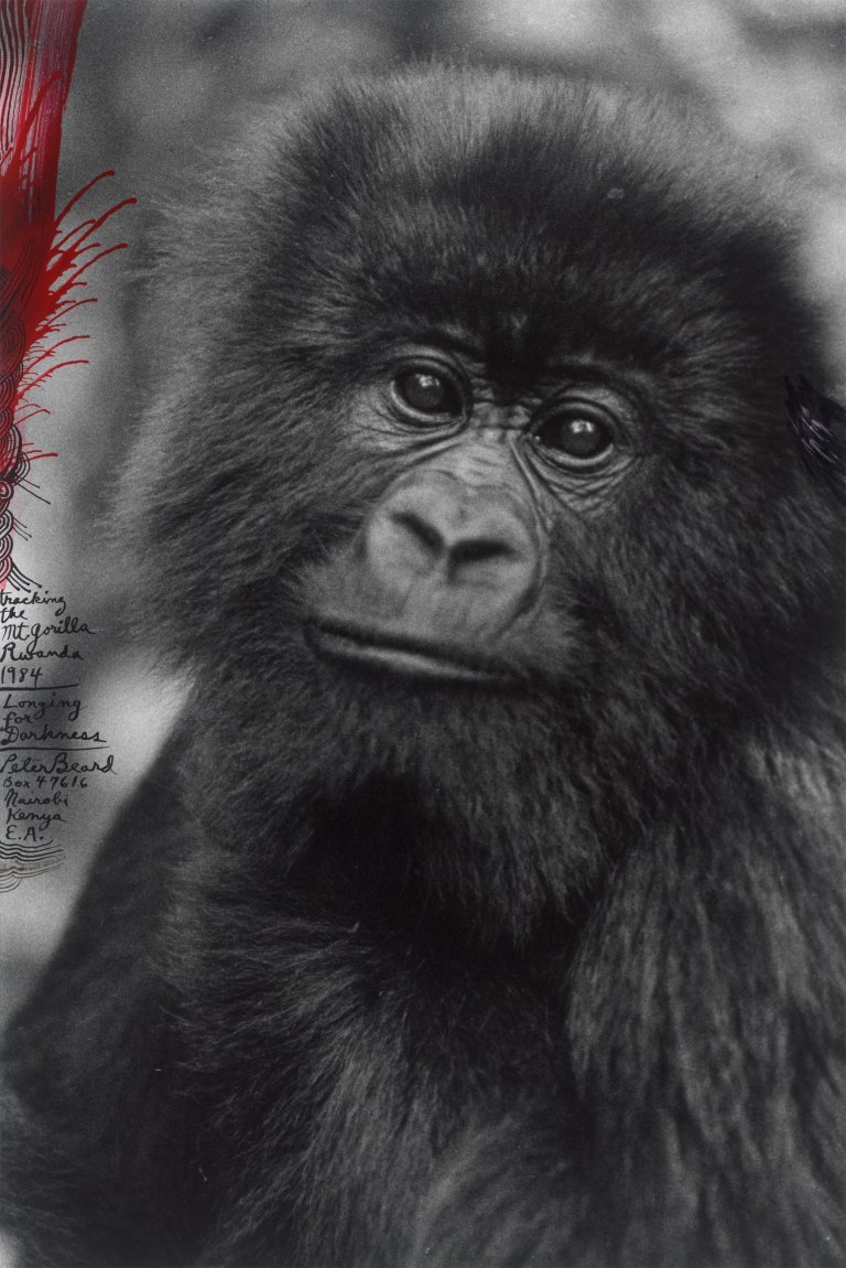 This picture shows the following artwork: Peter Beard. ”Tracking the Mt. Gorilla, Rwanda”. 1984.