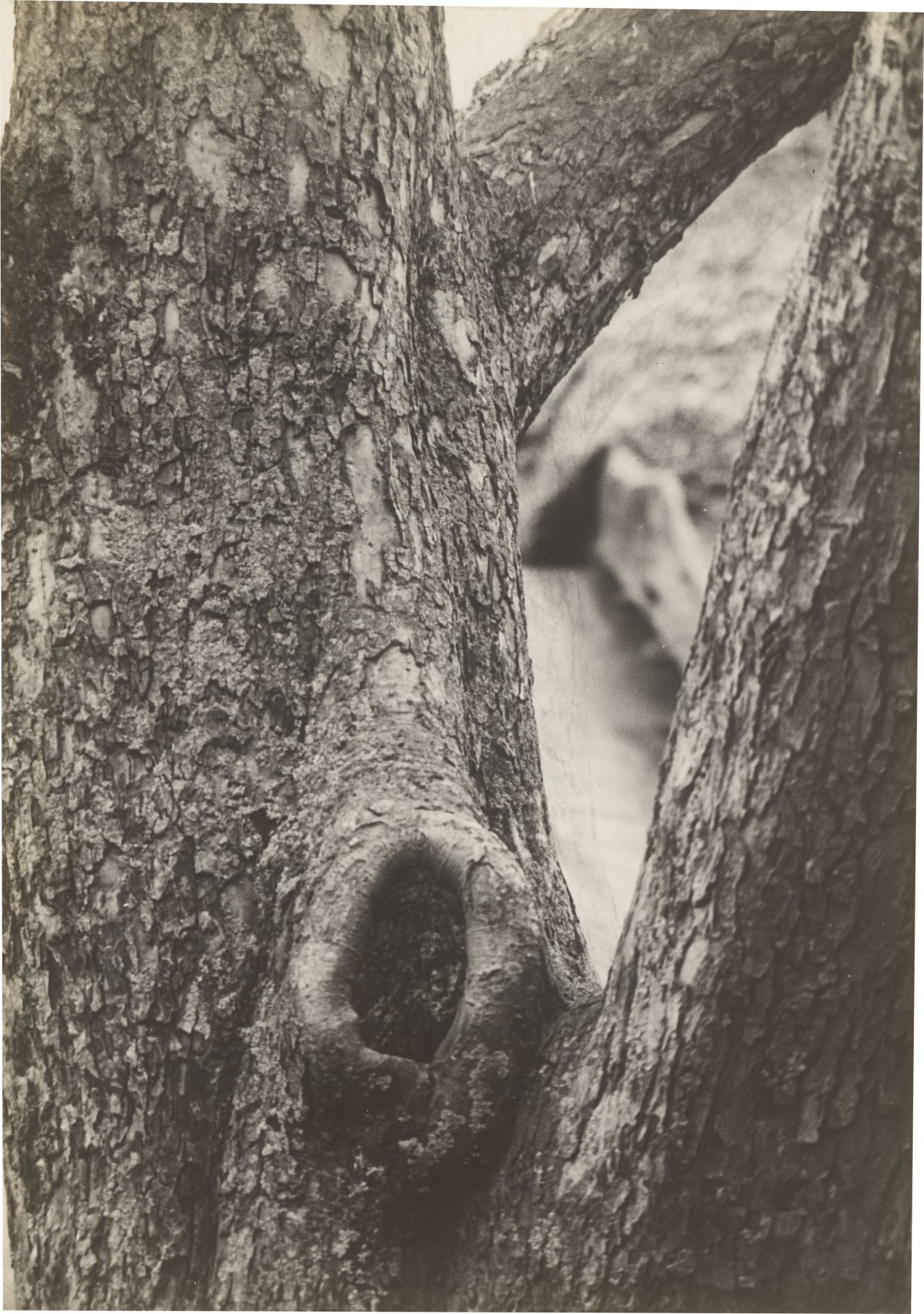 This picture shows the following artwork: Raoul Hausmann. ”Tronc de Pommier”, Limoges. 1950.