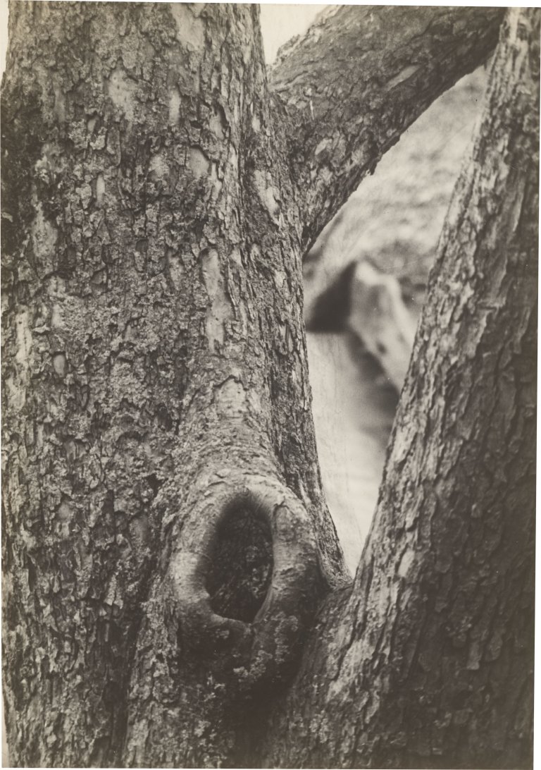 This picture shows the following artwork: Raoul Hausmann. ”Tronc de Pommier”, Limoges. 1950.