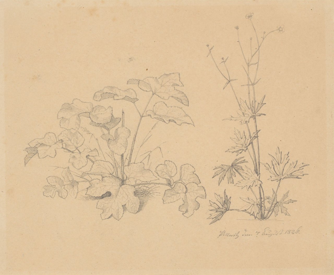 This picture shows the following artwork:  German, 1862/1826. Two study drawings: Landscape study / Plant study. 1862 / 1826.