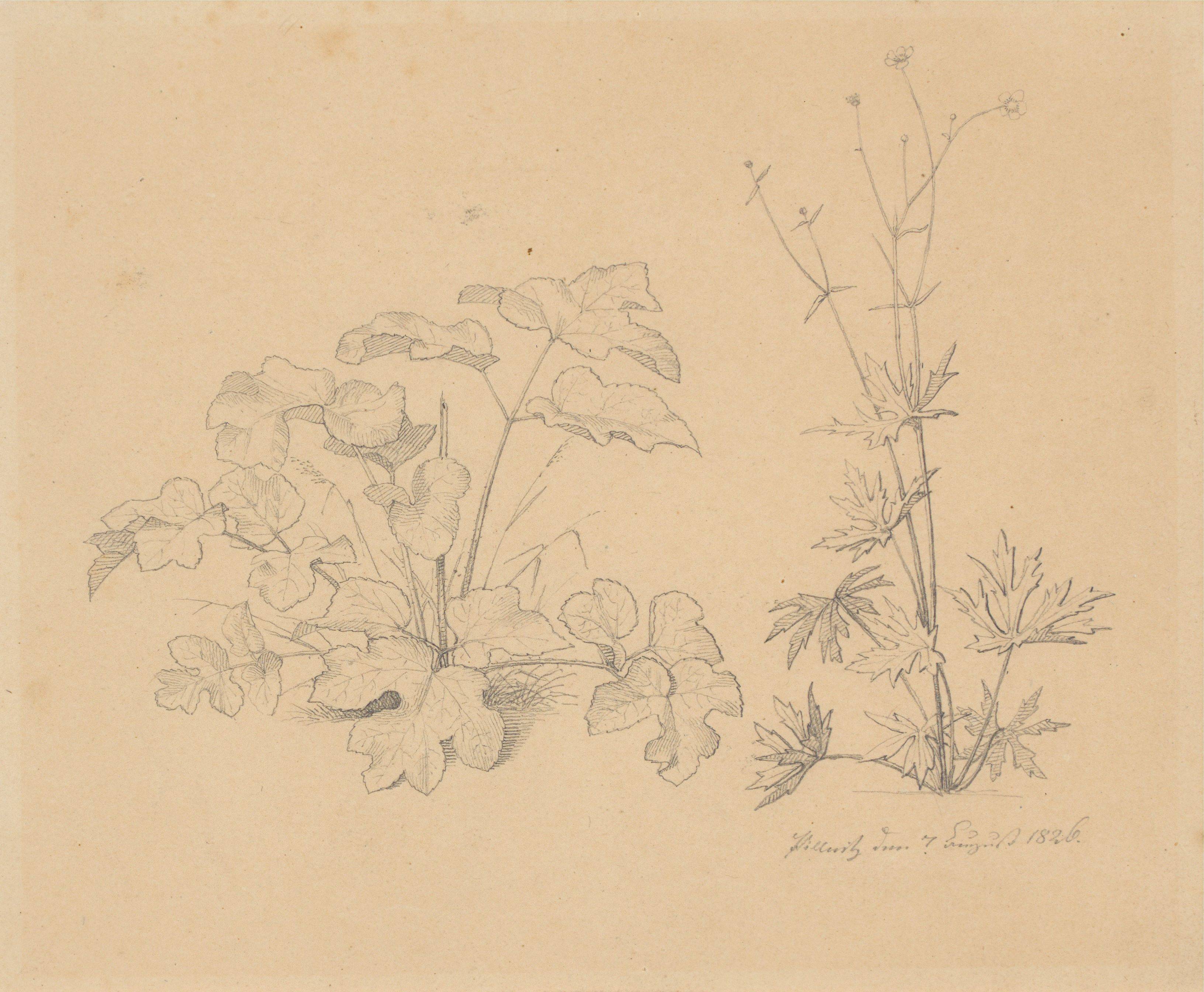 This picture shows the following artwork:  German, 1862/1826. Two study drawings: Landscape study / Plant study. 1862 / 1826.