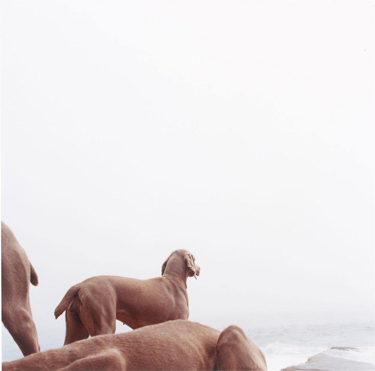 Auf diesem Bild ist das folgende Kunstwerk zu sehen: William Wegman. „Ocean View“. 2002.