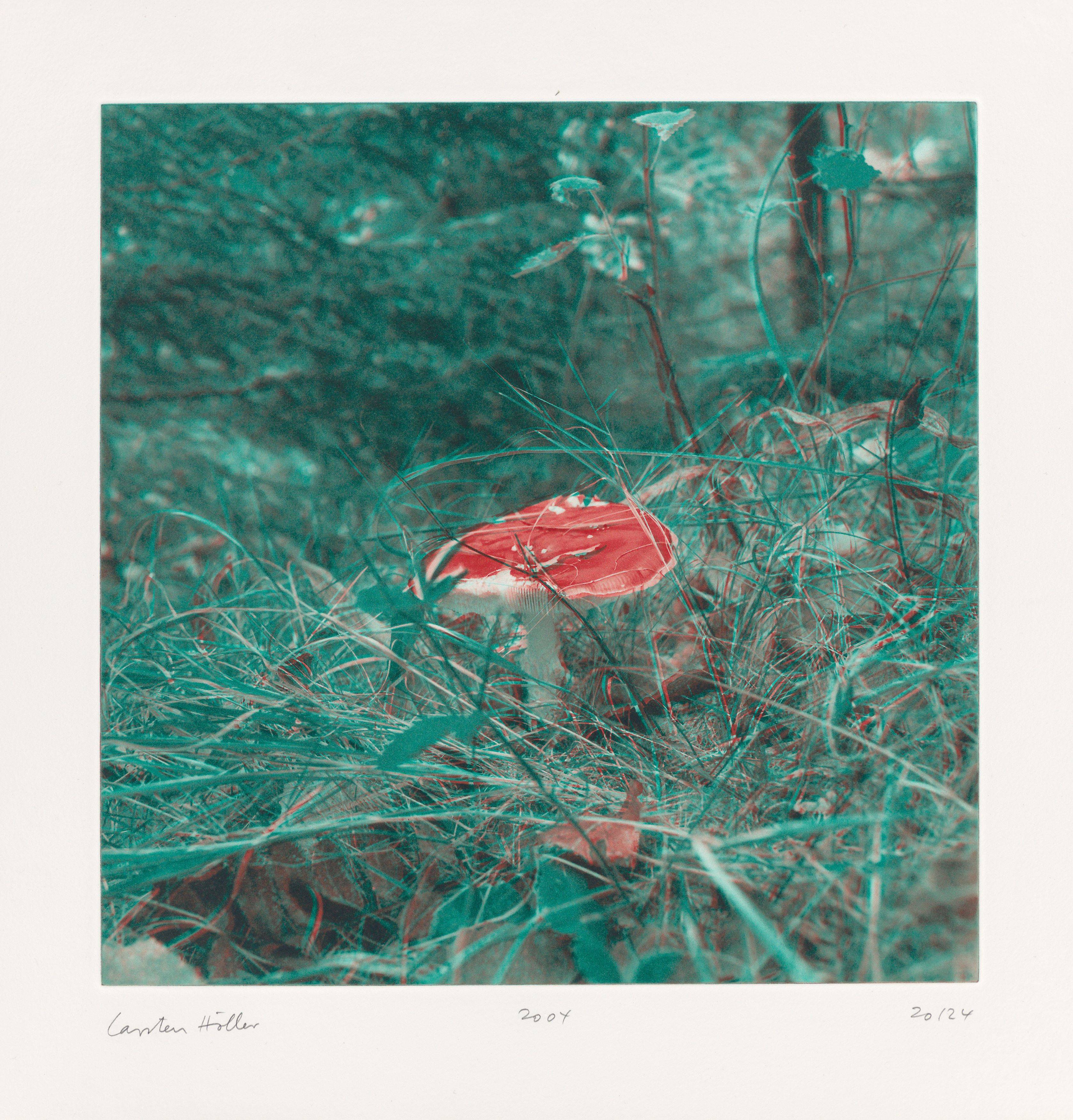 This picture shows the following artwork: Carsten Höller. From: ”Mushrooms”. 2004.