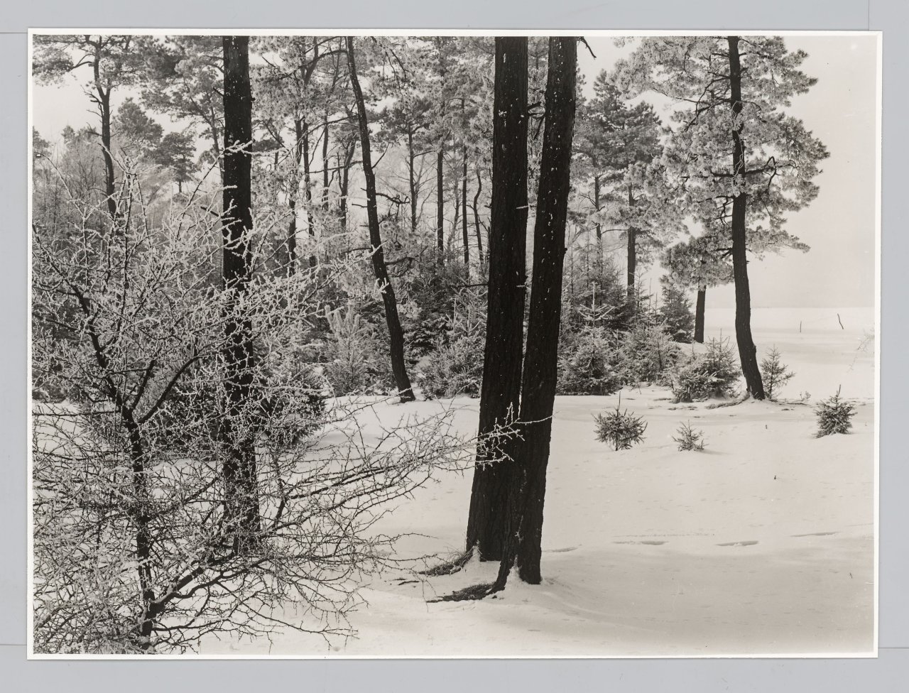 Auf diesem Bild ist das folgende Kunstwerk zu sehen: Albert Renger-Patzsch. Arnsberger Wald. 1950er–Jahre.