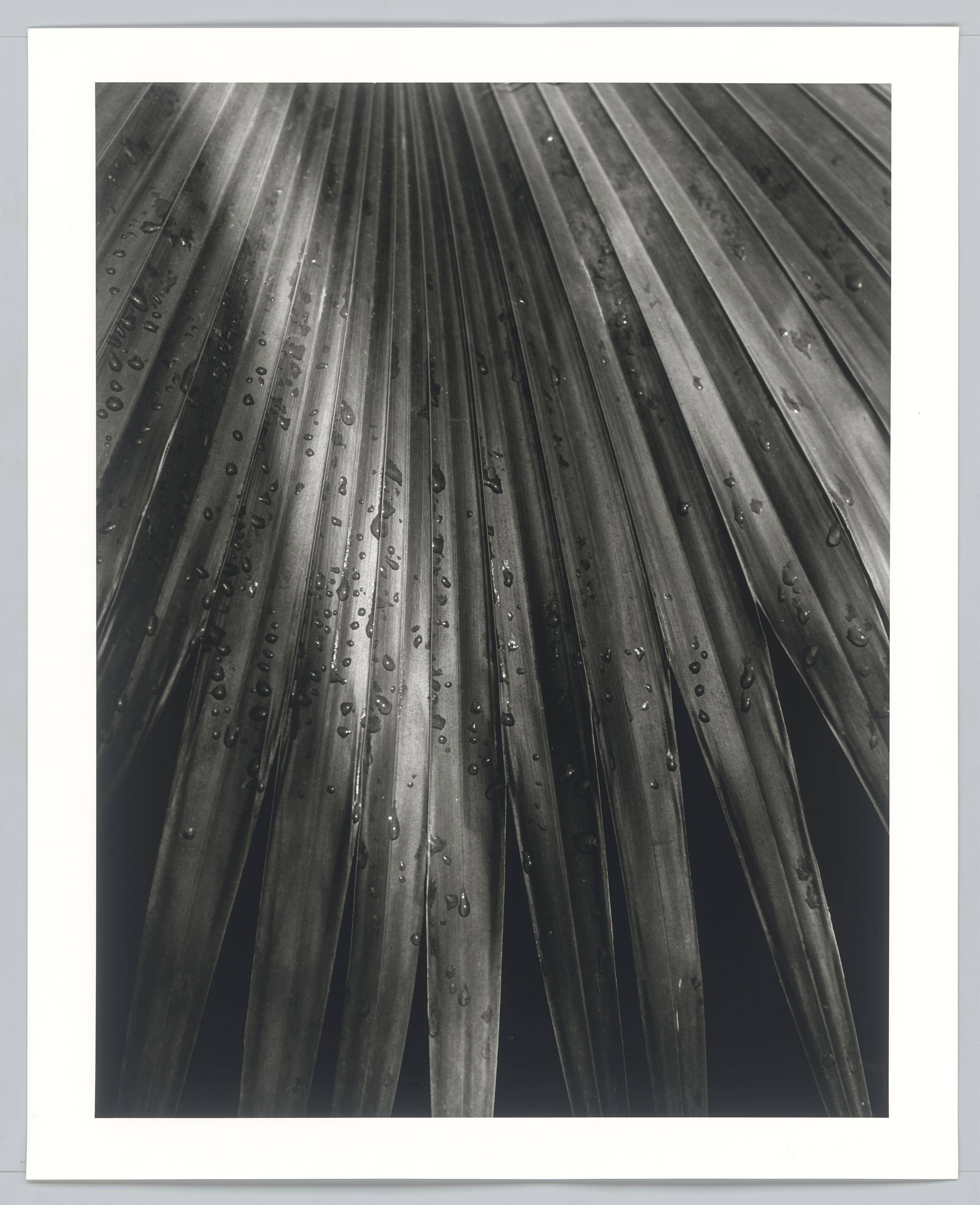 Auf diesem Bild ist das folgende Kunstwerk zu sehen: Horst P. Horst (d.i. Horst Paul Albert Bohrmann). Chinese Fan Palm. 1945.