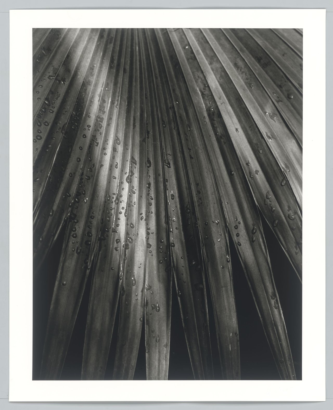 Auf diesem Bild ist das folgende Kunstwerk zu sehen: Horst P. Horst (d.i. Horst Paul Albert Bohrmann). Chinese Fan Palm. 1945.