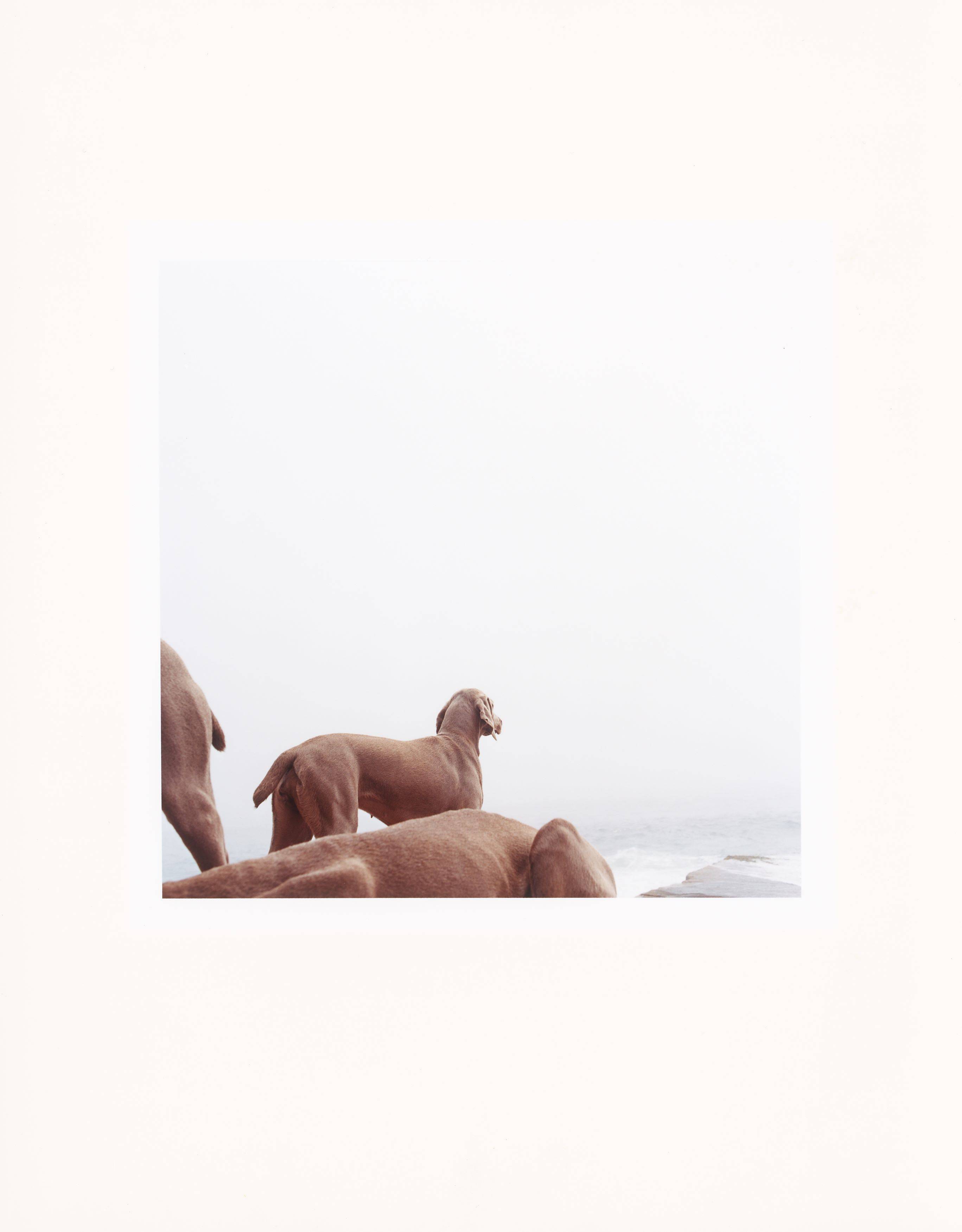 Auf diesem Bild ist das folgende Kunstwerk zu sehen: William Wegman. „Ocean View“. 2002.