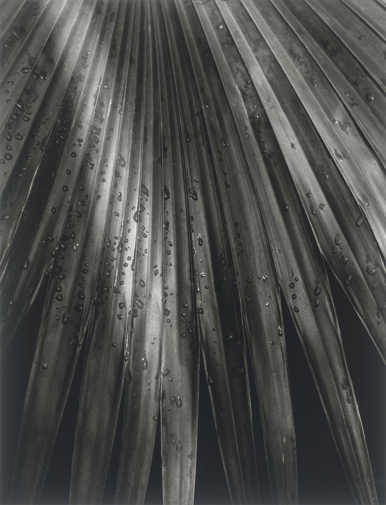 Auf diesem Bild ist das folgende Kunstwerk zu sehen: Horst P. Horst (d.i. Horst Paul Albert Bohrmann). Chinese Fan Palm. 1945.