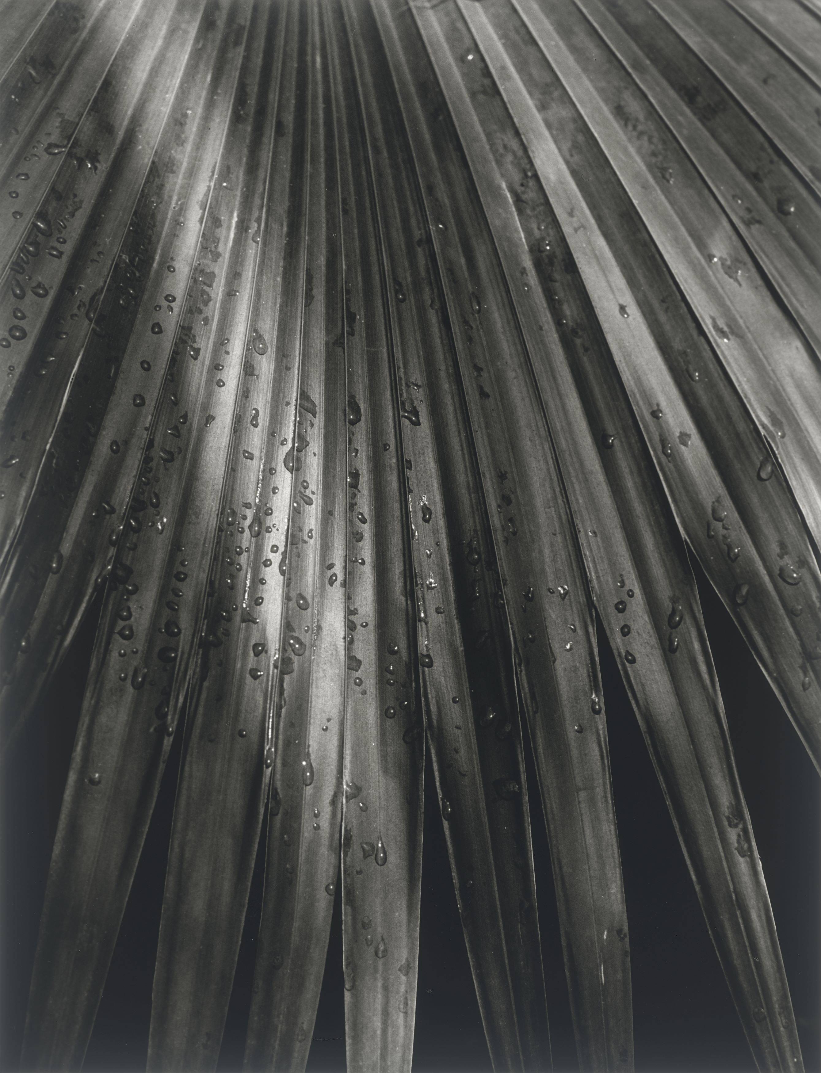 Auf diesem Bild ist das folgende Kunstwerk zu sehen: Horst P. Horst (d.i. Horst Paul Albert Bohrmann). Chinese Fan Palm. 1945.
