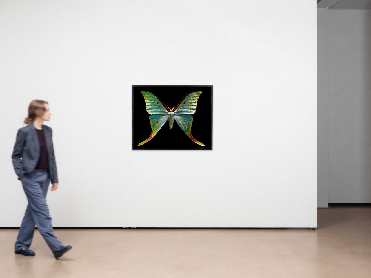 Auf diesem Bild ist das folgende Kunstwerk zu sehen: Harf Zimmermann. Actias selene, Museum für Naturkunde. 2005.