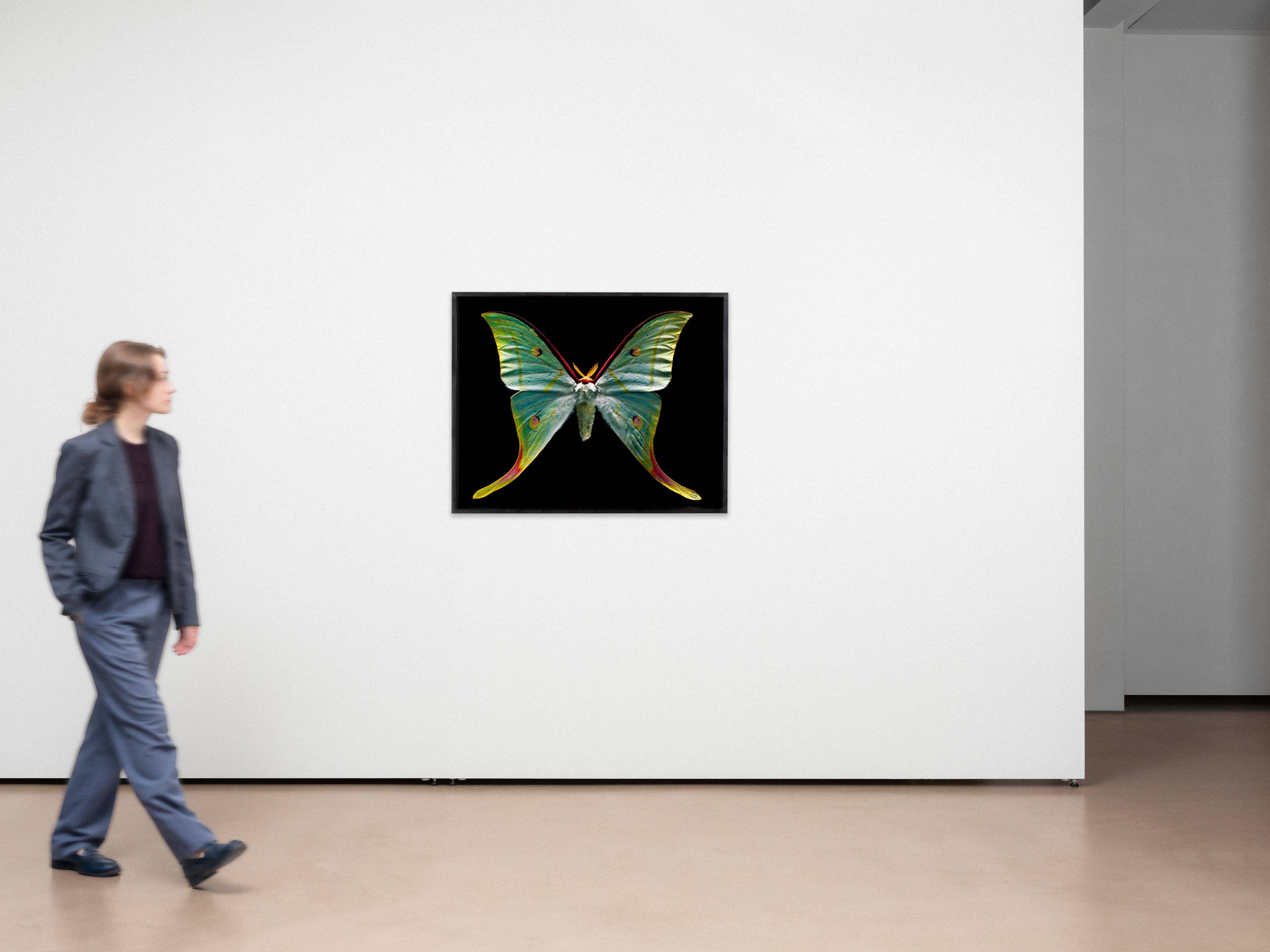 Auf diesem Bild ist das folgende Kunstwerk zu sehen: Harf Zimmermann. Actias selene, Museum für Naturkunde. 2005.