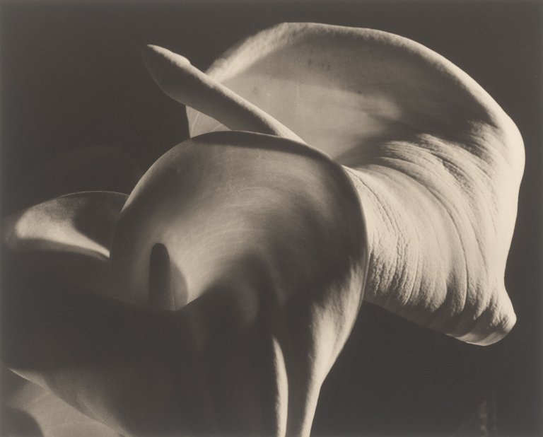 This picture shows the following artwork: Horst P. Horst (i.e. Horst Paul Albert Bohrmann). Calla Aethiopica. 1945.