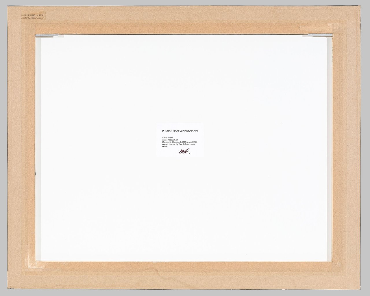 Auf diesem Bild ist das folgende Kunstwerk zu sehen: Harf Zimmermann. Actias selene, Museum für Naturkunde. 2005.