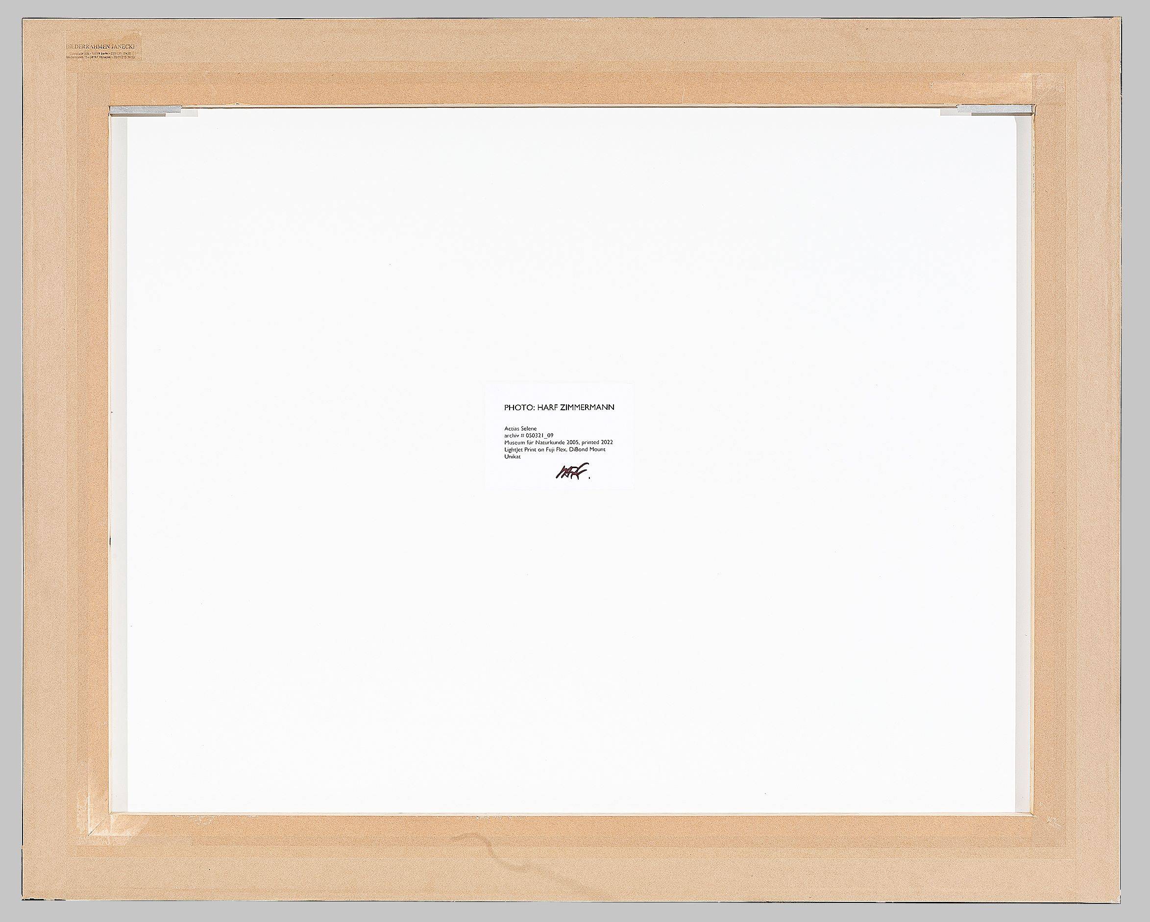 Auf diesem Bild ist das folgende Kunstwerk zu sehen: Harf Zimmermann. Actias selene, Museum für Naturkunde. 2005.