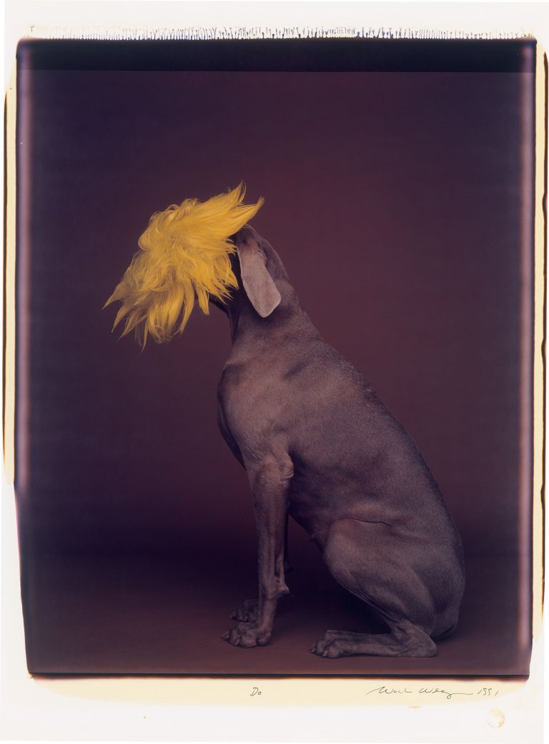 Auf diesem Bild ist das folgende Kunstwerk zu sehen: William Wegman. „Do". 1991.