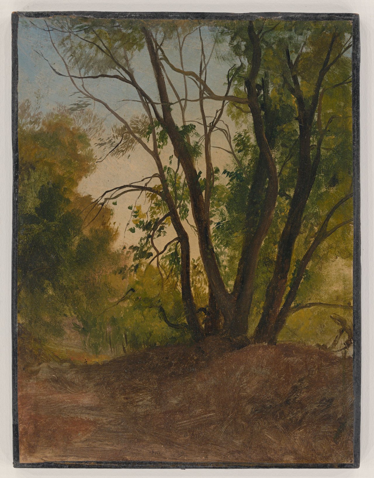 Auf diesem Bild ist das folgende Kunstwerk zu sehen: Christian Friedrich Gille. Baumstudie. Um 1835/40.
