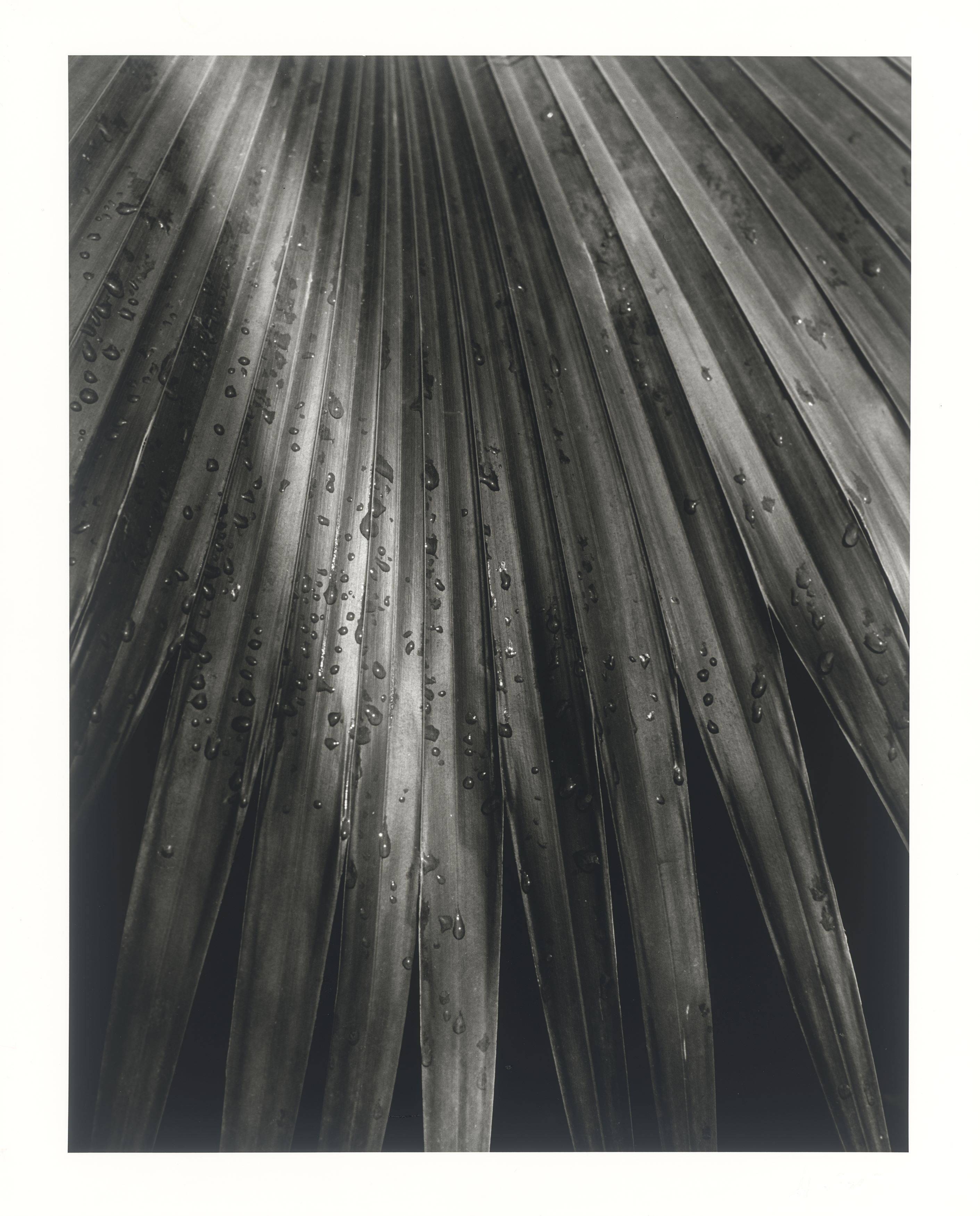 Auf diesem Bild ist das folgende Kunstwerk zu sehen: Horst P. Horst (d.i. Horst Paul Albert Bohrmann). Chinese Fan Palm. 1945.