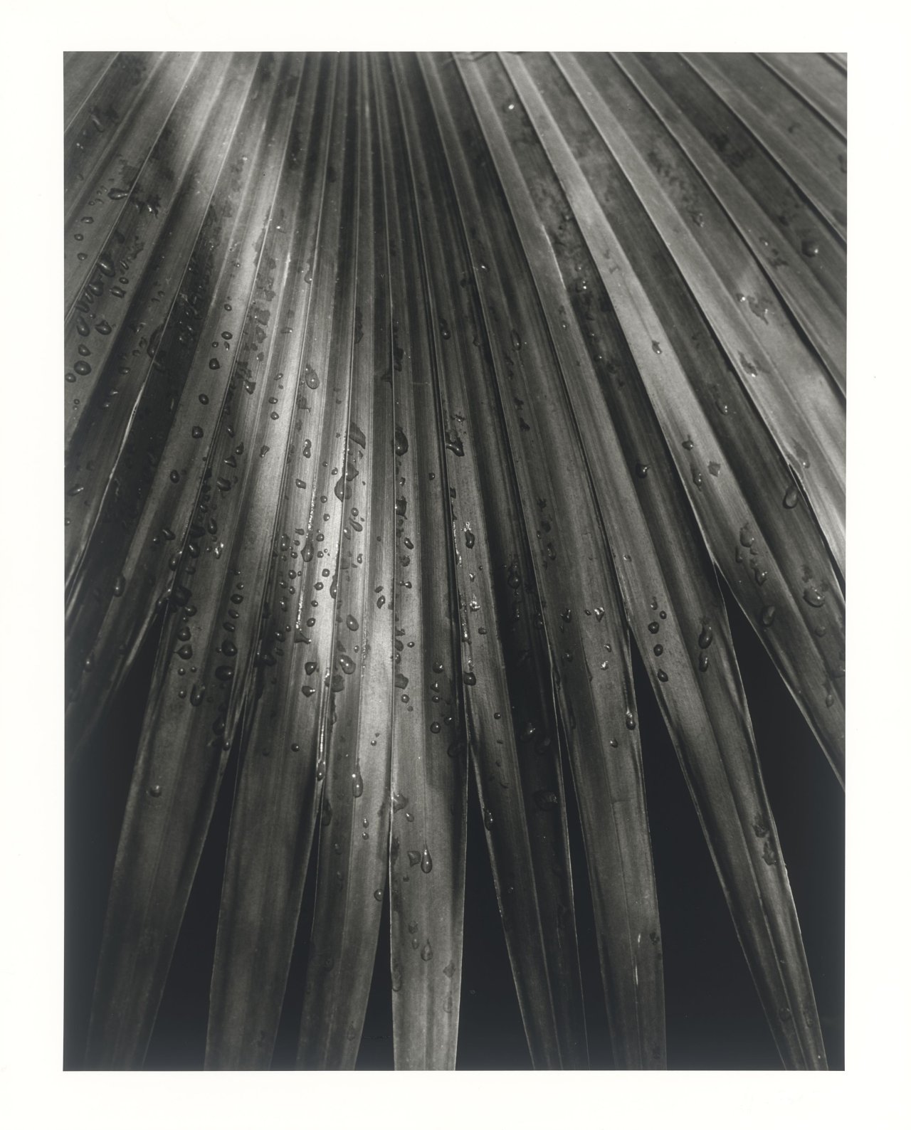 Auf diesem Bild ist das folgende Kunstwerk zu sehen: Horst P. Horst (d.i. Horst Paul Albert Bohrmann). Chinese Fan Palm. 1945.