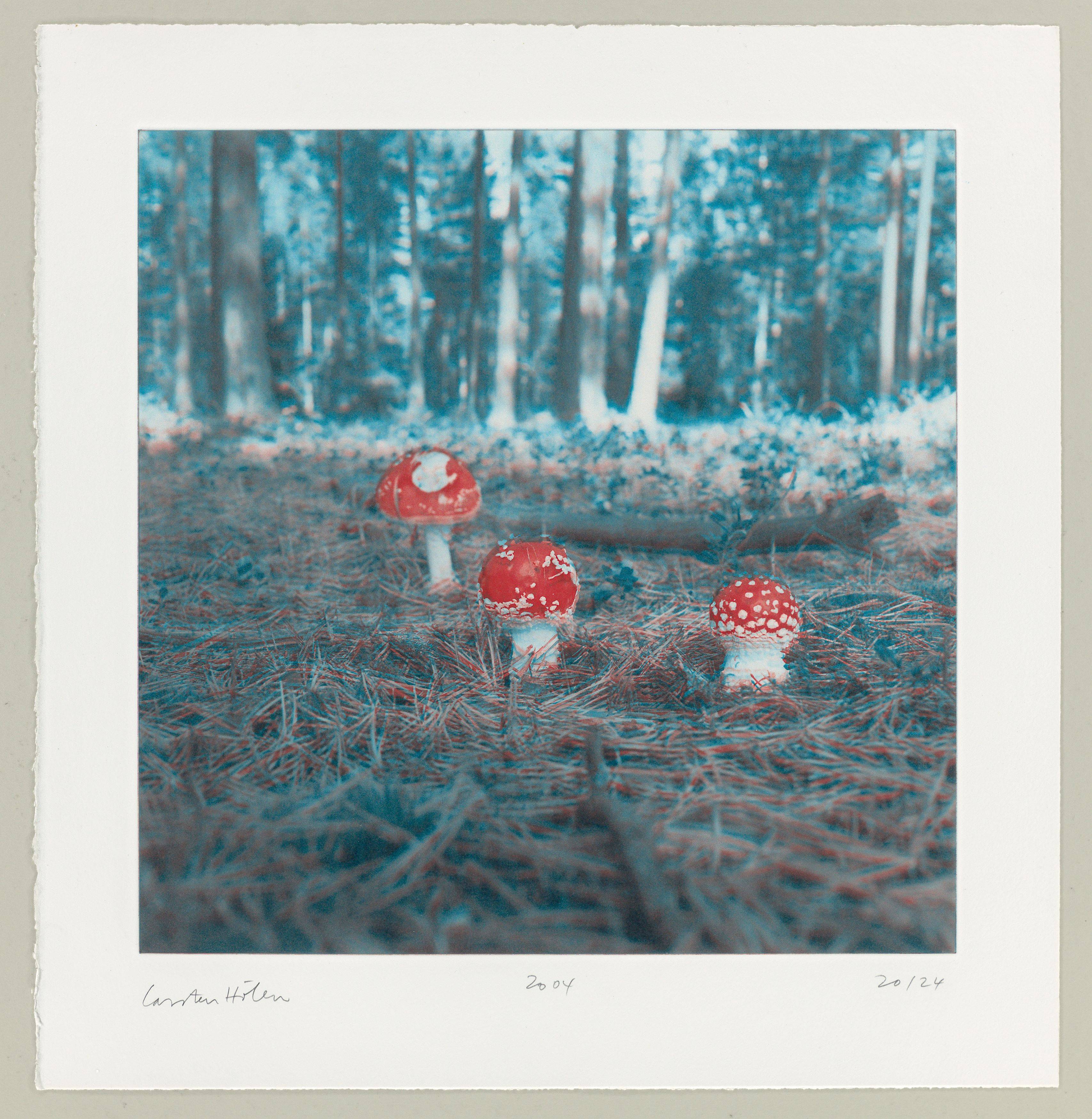 This picture shows the following artwork: Carsten Höller. From: ”Mushrooms”. 2004.
