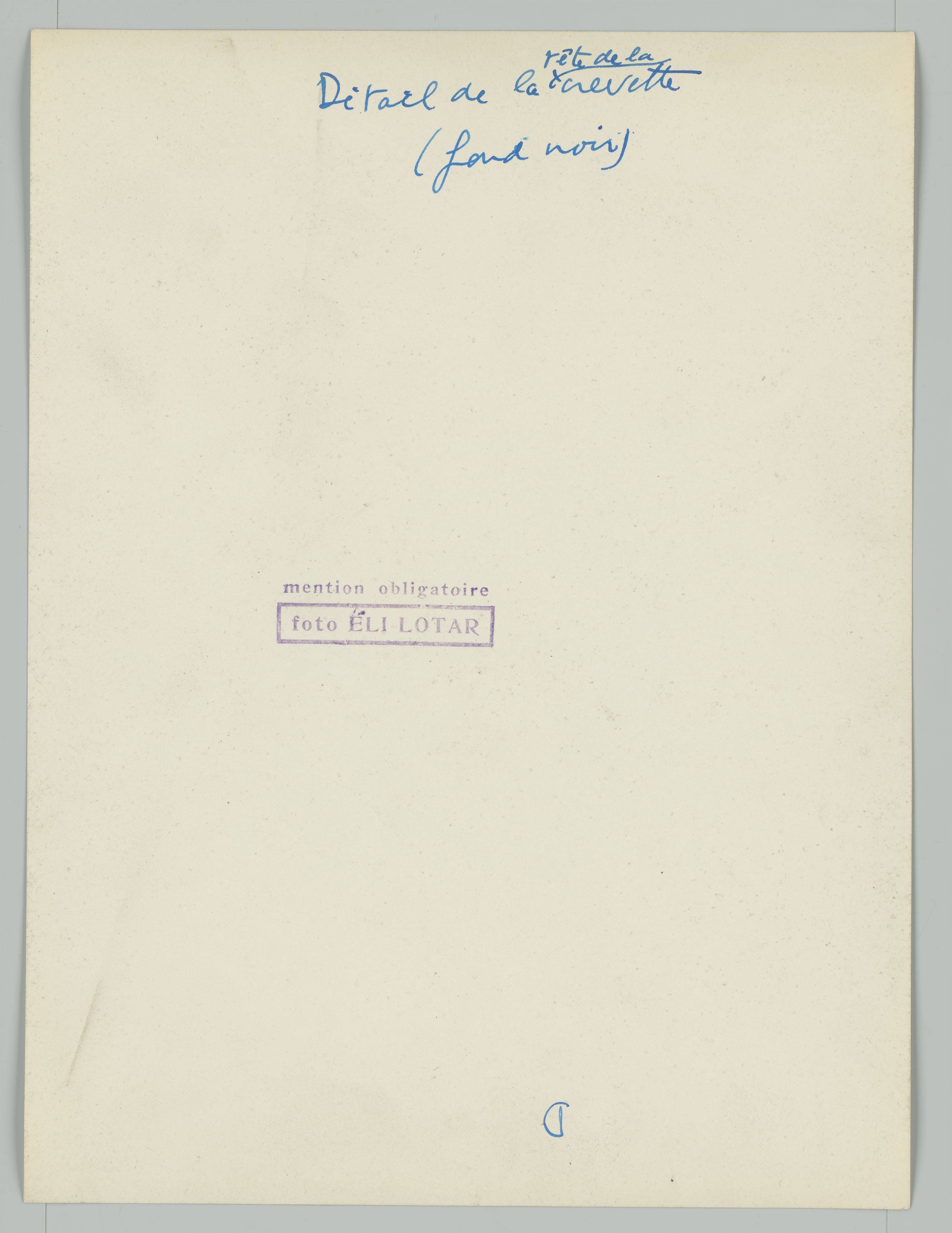 This picture shows the following artwork: Eli Lotar. ”Détail de la tête de la crevette (fond noir)”. 1929.