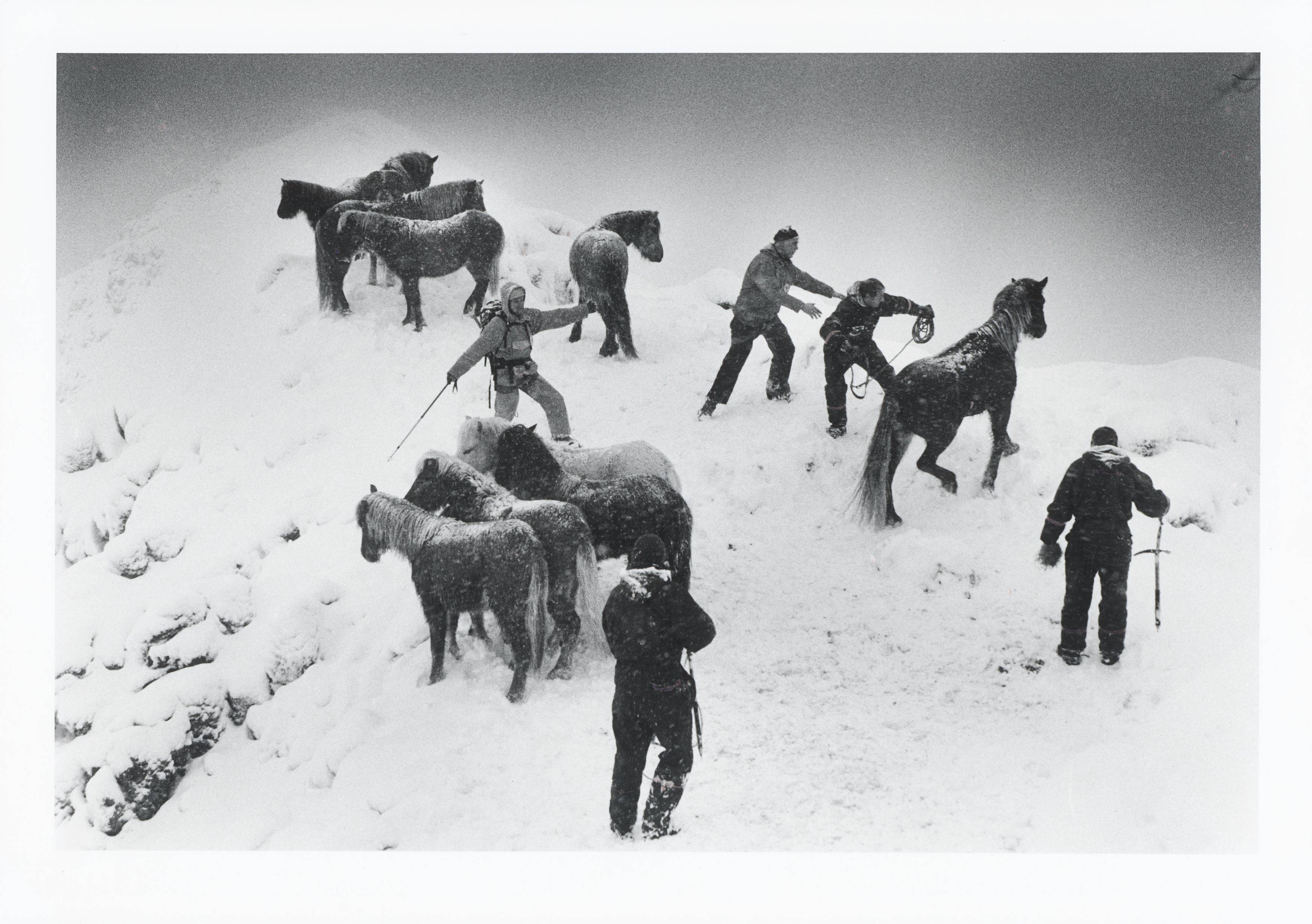 This picture shows the following artwork: Ragnar Axelsson. ”Horse rescue – Iceland”. 1995.