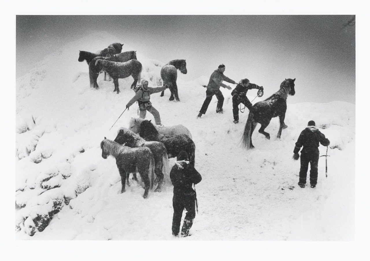This picture shows the following artwork: Ragnar Axelsson. ”Horse rescue – Iceland”. 1995.