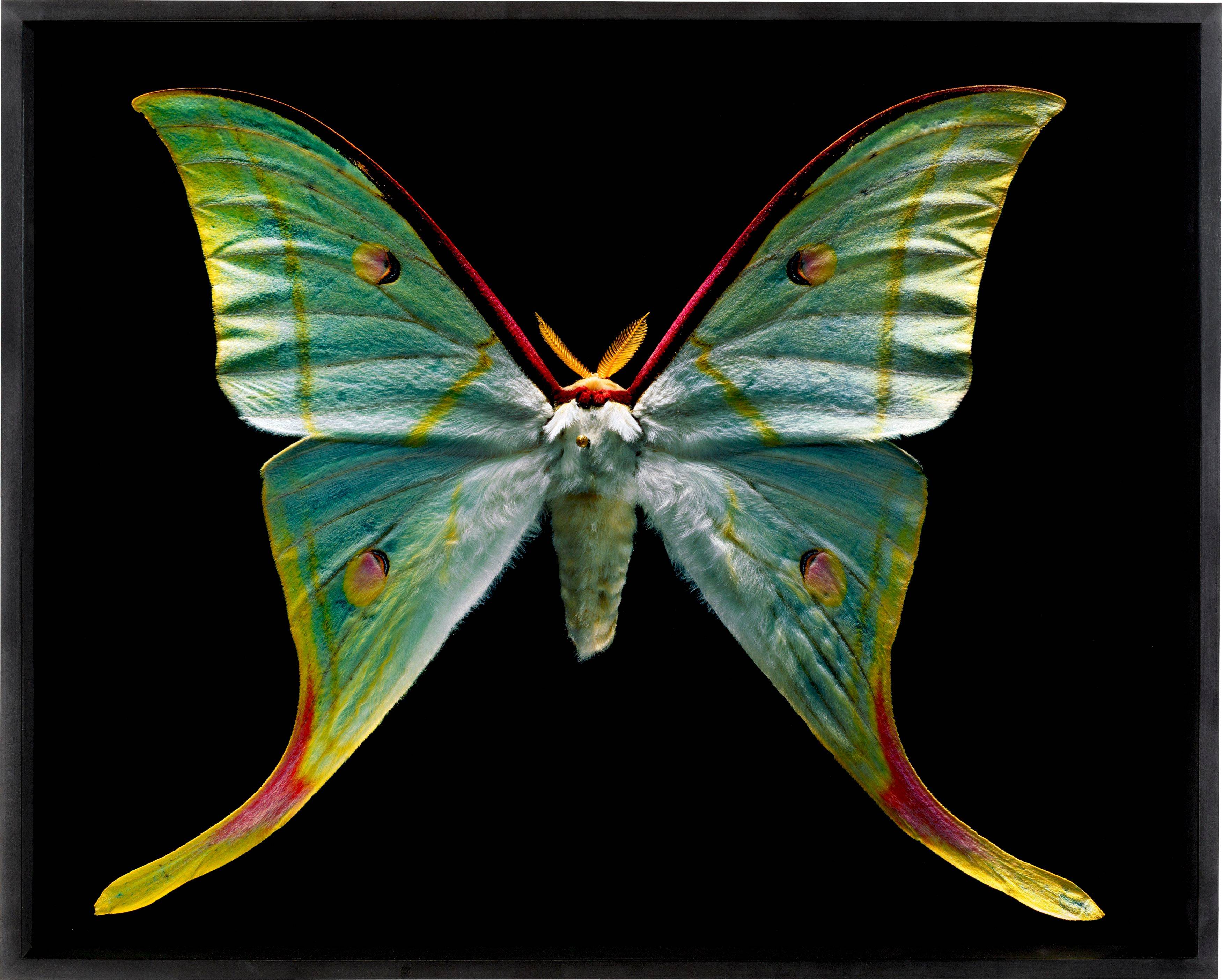 Auf diesem Bild ist das folgende Kunstwerk zu sehen: Harf Zimmermann. Actias selene, Museum für Naturkunde. 2005.