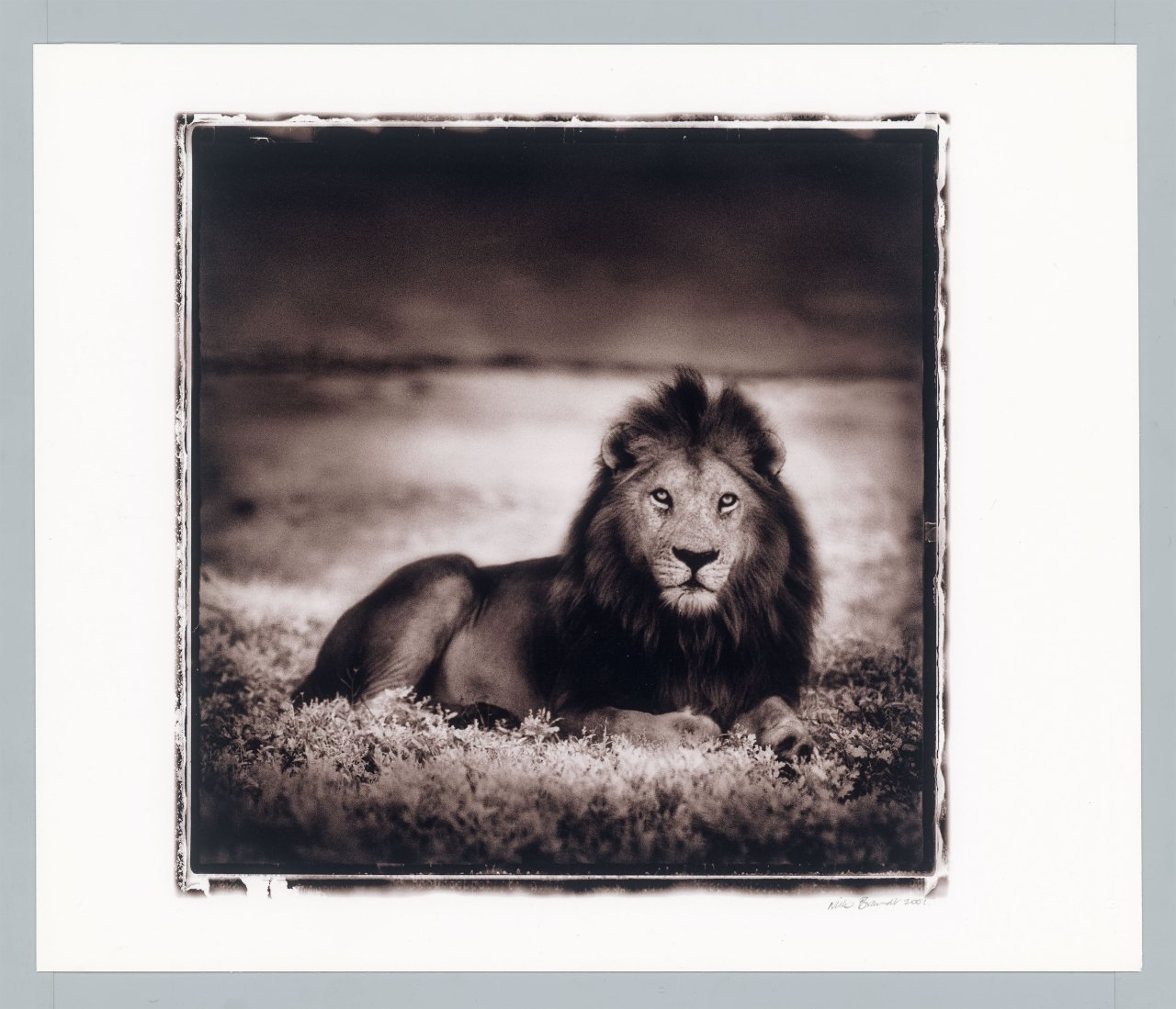 Auf diesem Bild ist das folgende Kunstwerk zu sehen: Nick Brandt. Lion at Dawn, Naabi, Serengeti. 2001.
