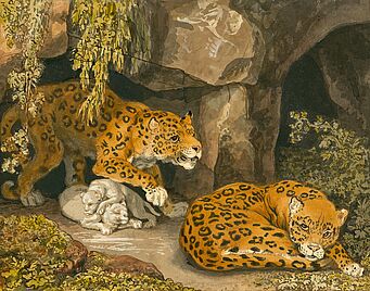 Ein Leopard und eine Leopardin mit zwei Jungen am Eingang einer Höhle
